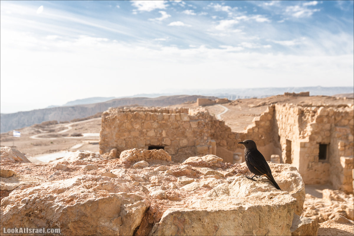 Крепость Масада |Masada | מצדה | LookAtIsrael.com - Фото путешествия по Израилю