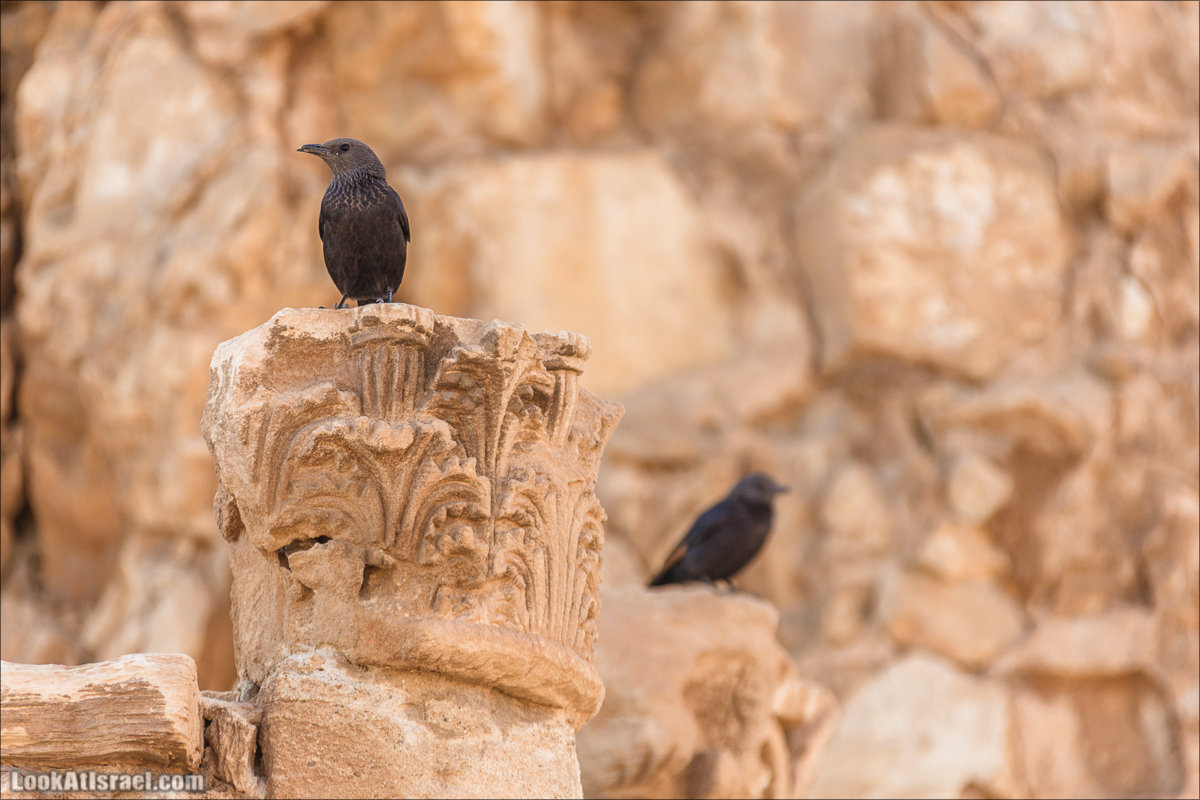 Крепость Масада |Masada | מצדה | LookAtIsrael.com - Фото путешествия по Израилю