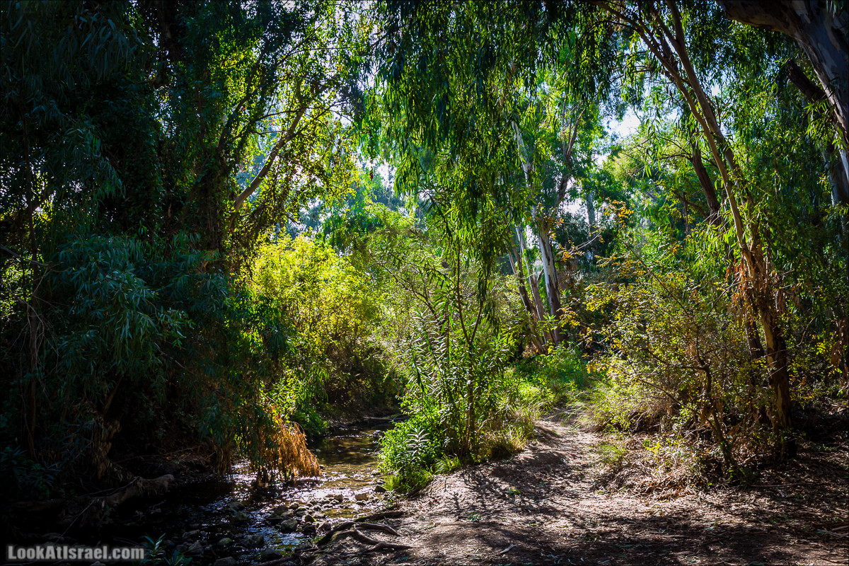 Водопады ручья Аюн | Ayun waterfalls | LookAtIsrael.com - Фото путешествия по Израилю