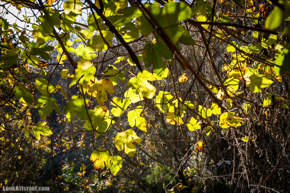 Водопады ручья Аюн | Ayun waterfalls | LookAtIsrael.com - Фото путешествия по Израилю