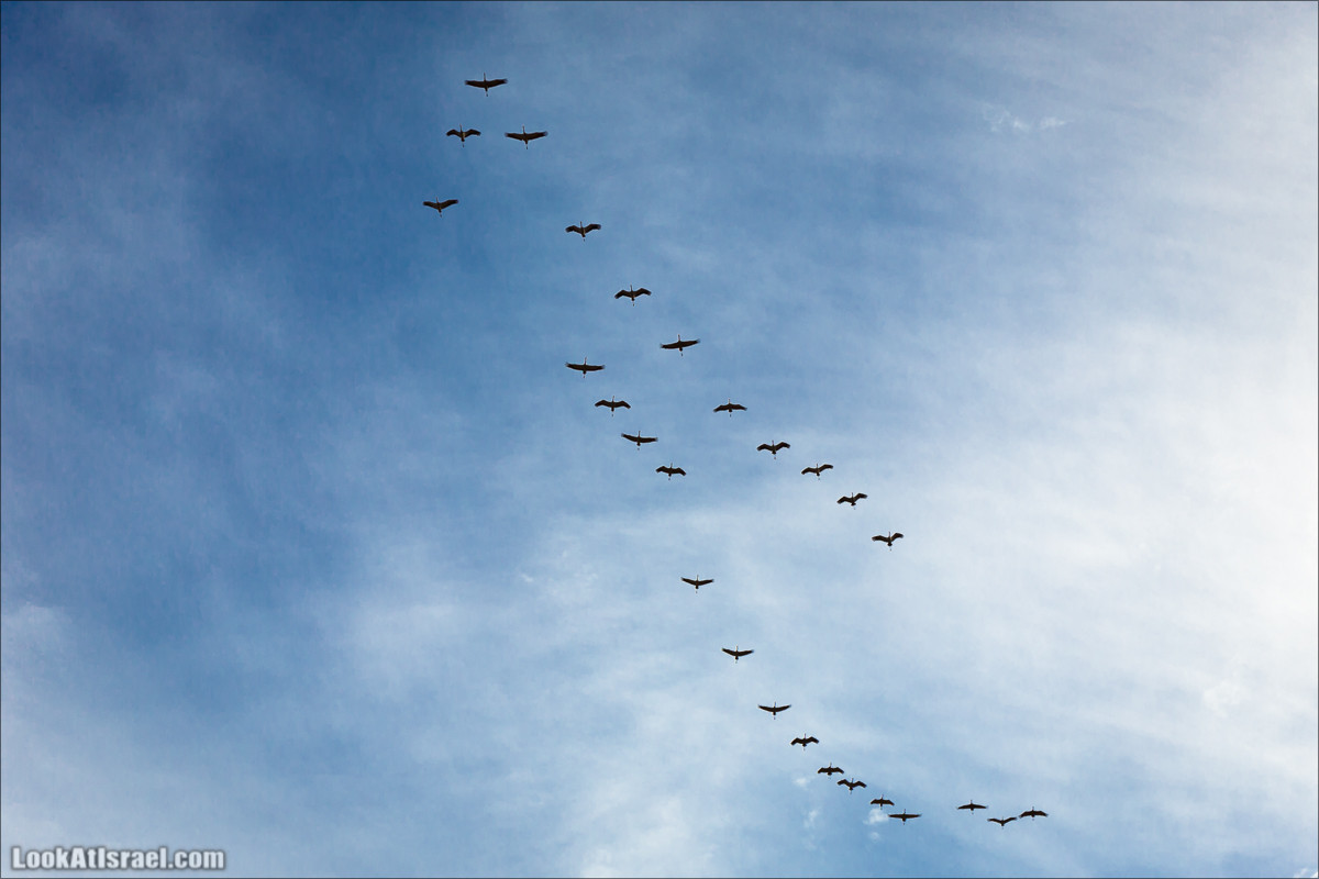 Водопады ручья Аюн | Ayun waterfalls | LookAtIsrael.com - Фото путешествия по Израилю