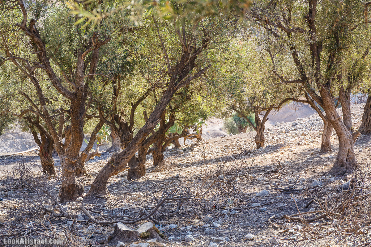 Нахаль Ахбара и нижний Амуд | LookAtIsrael.com - Фото путешествия по Израилю