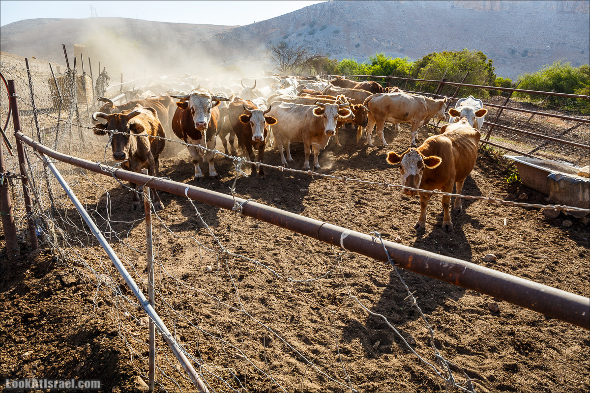 Нахаль Ахбара и нижний Амуд | LookAtIsrael.com - Фото путешествия по Израилю