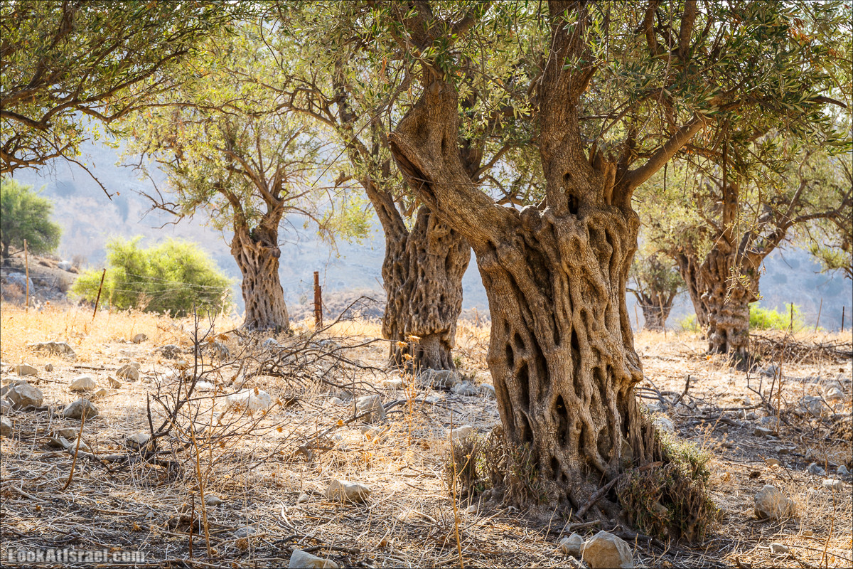 Нахаль Ахбара и нижний Амуд | LookAtIsrael.com - Фото путешествия по Израилю