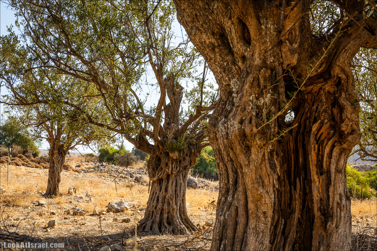 Нахаль Ахбара и нижний Амуд | LookAtIsrael.com - Фото путешествия по Израилю