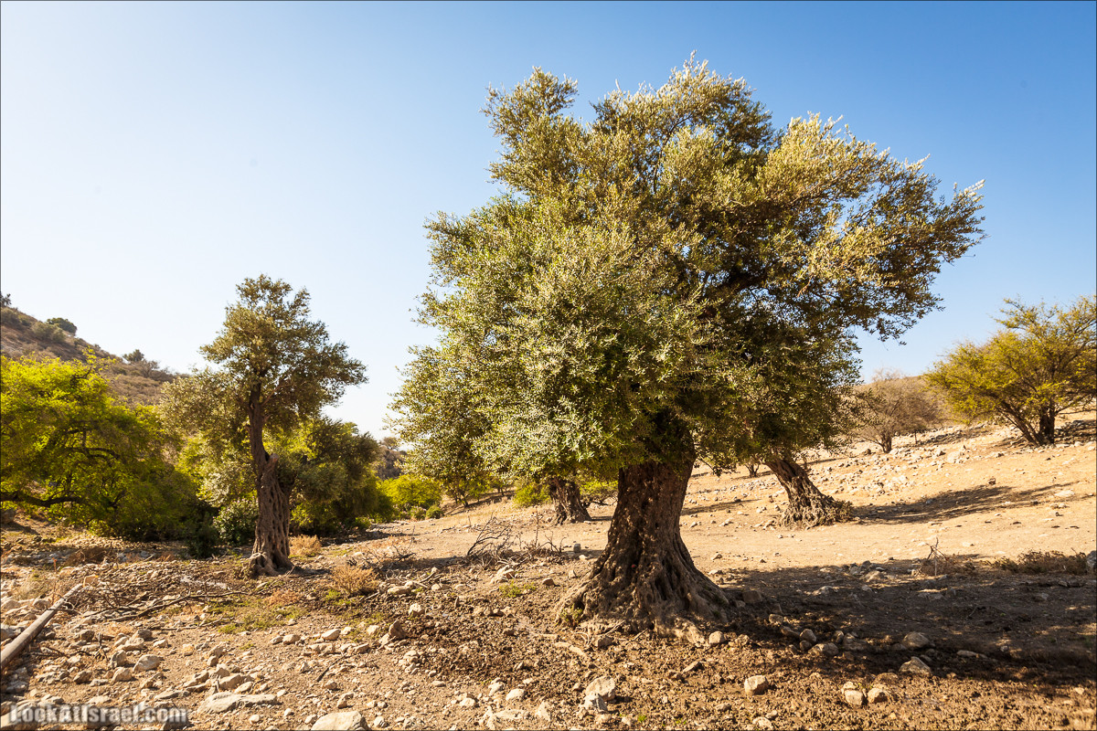 Нахаль Ахбара и нижний Амуд | LookAtIsrael.com - Фото путешествия по Израилю
