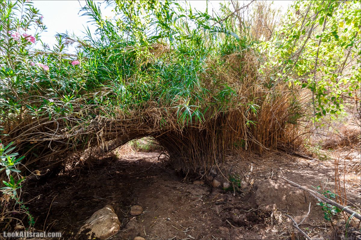 Нахаль Ахбара и нижний Амуд | LookAtIsrael.com - Фото путешествия по Израилю