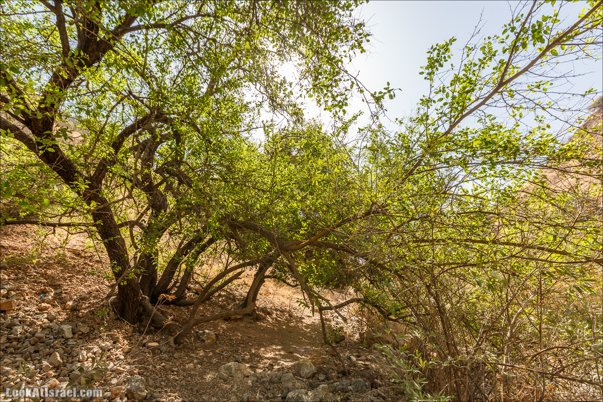 Нахаль Ахбара и нижний Амуд | LookAtIsrael.com - Фото путешествия по Израилю