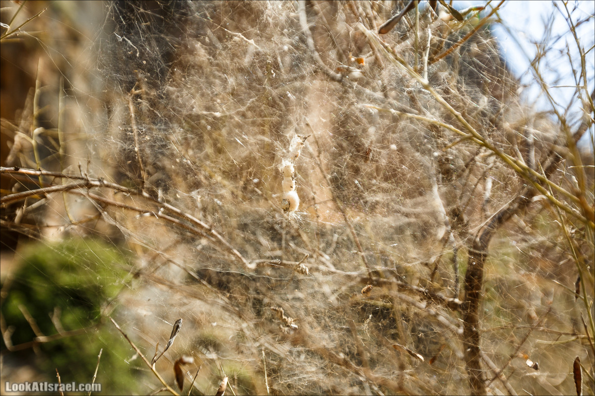 Нахаль Ахбара и нижний Амуд | LookAtIsrael.com - Фото путешествия по Израилю