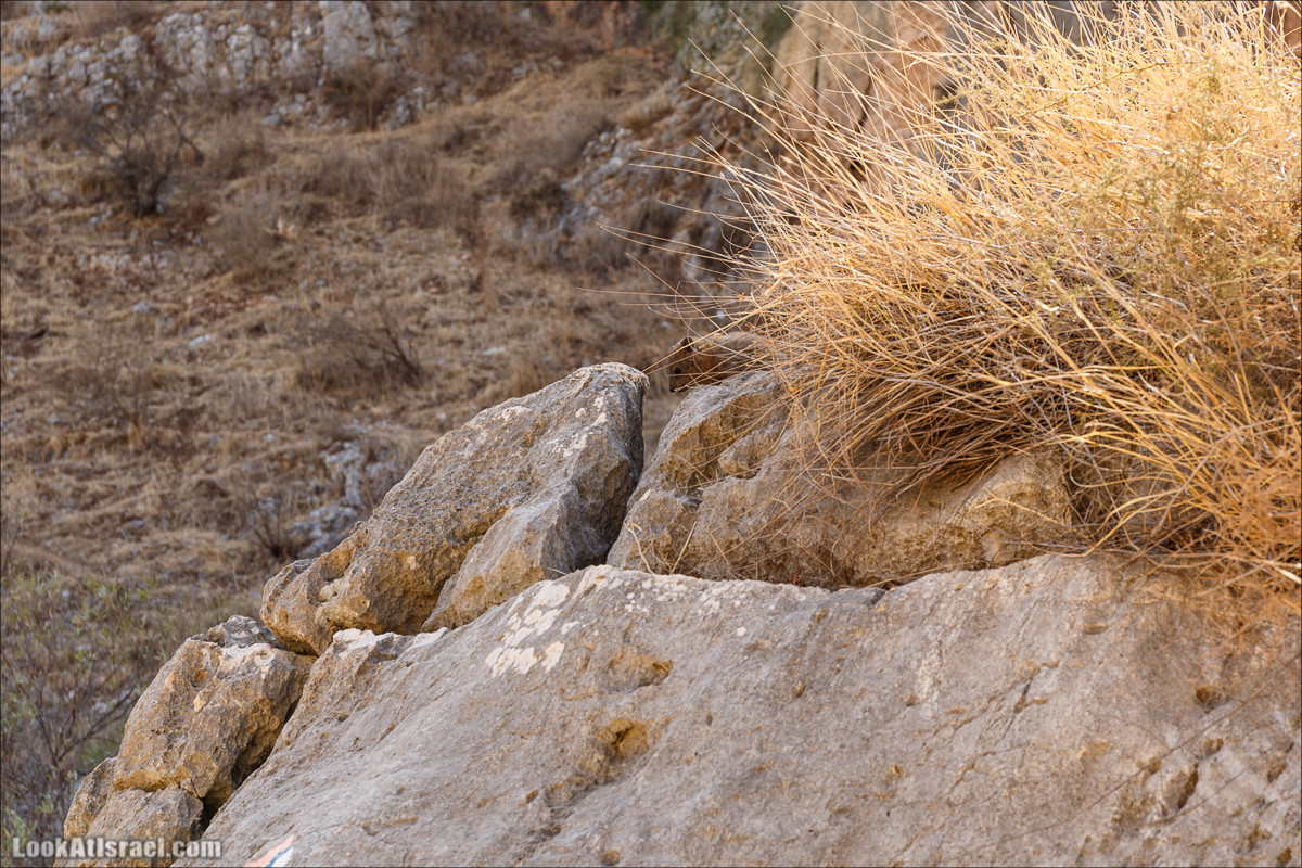 Нахаль Ахбара и нижний Амуд | LookAtIsrael.com - Фото путешествия по Израилю