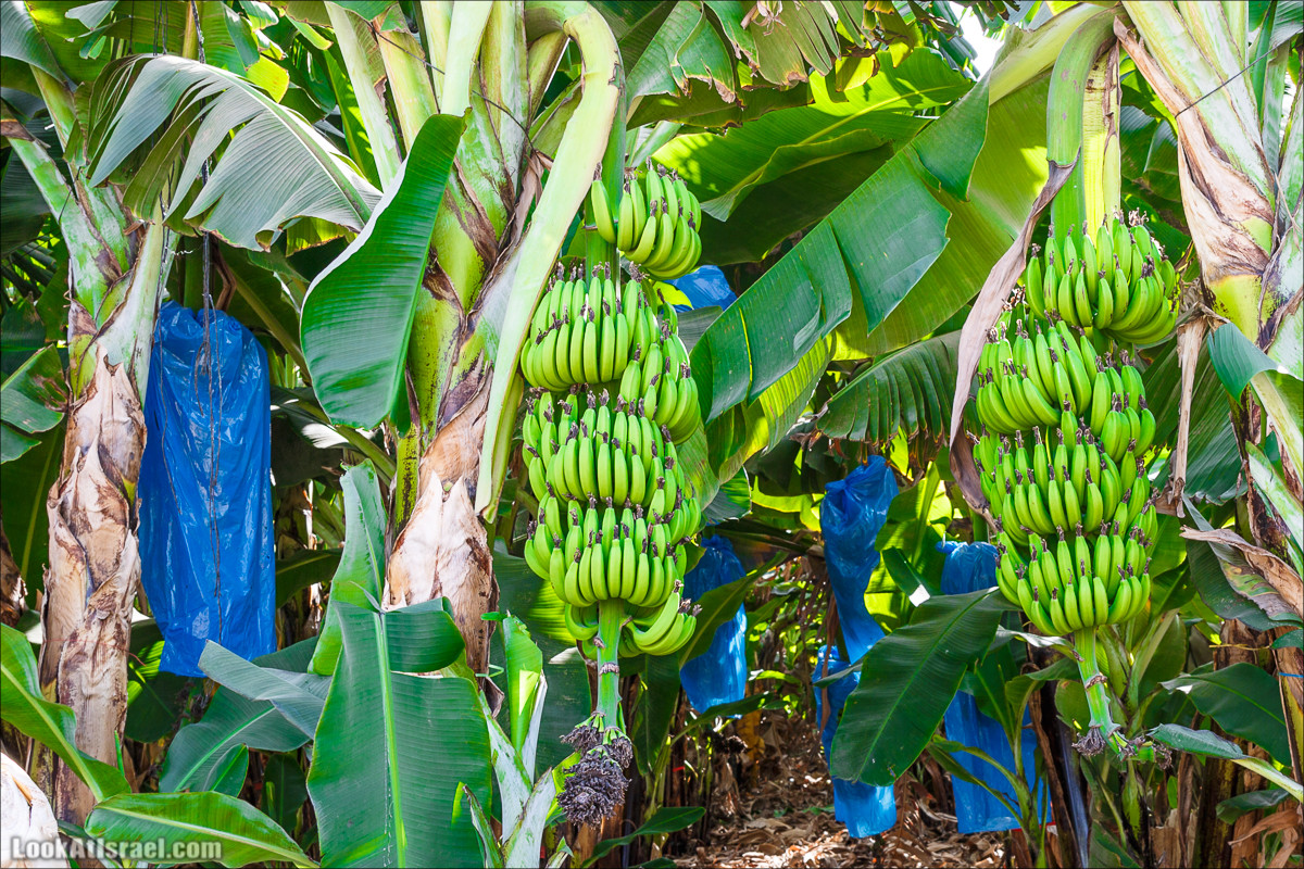 Нахаль Ахбара и нижний Амуд | LookAtIsrael.com - Фото путешествия по Израилю