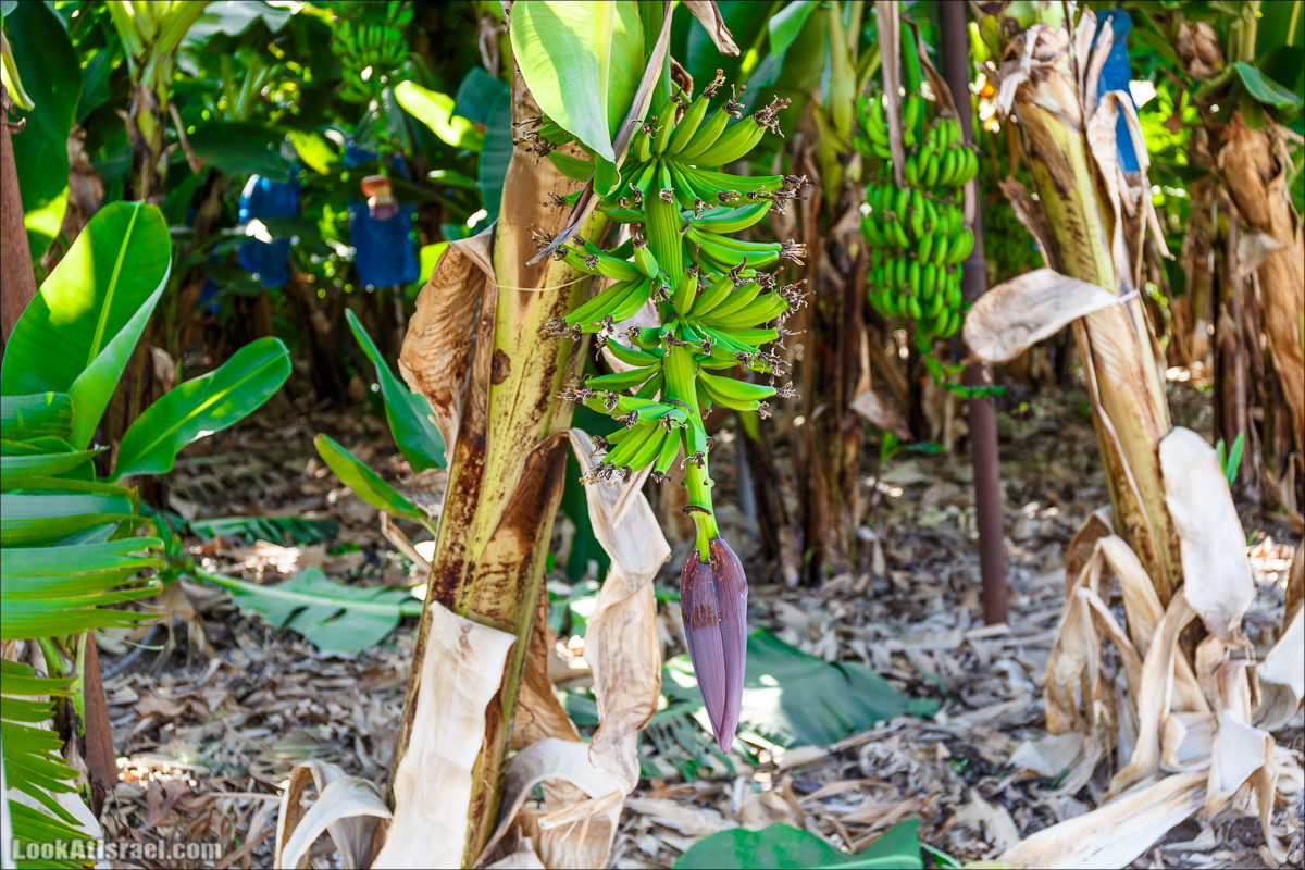 Нахаль Ахбара и нижний Амуд | LookAtIsrael.com - Фото путешествия по Израилю
