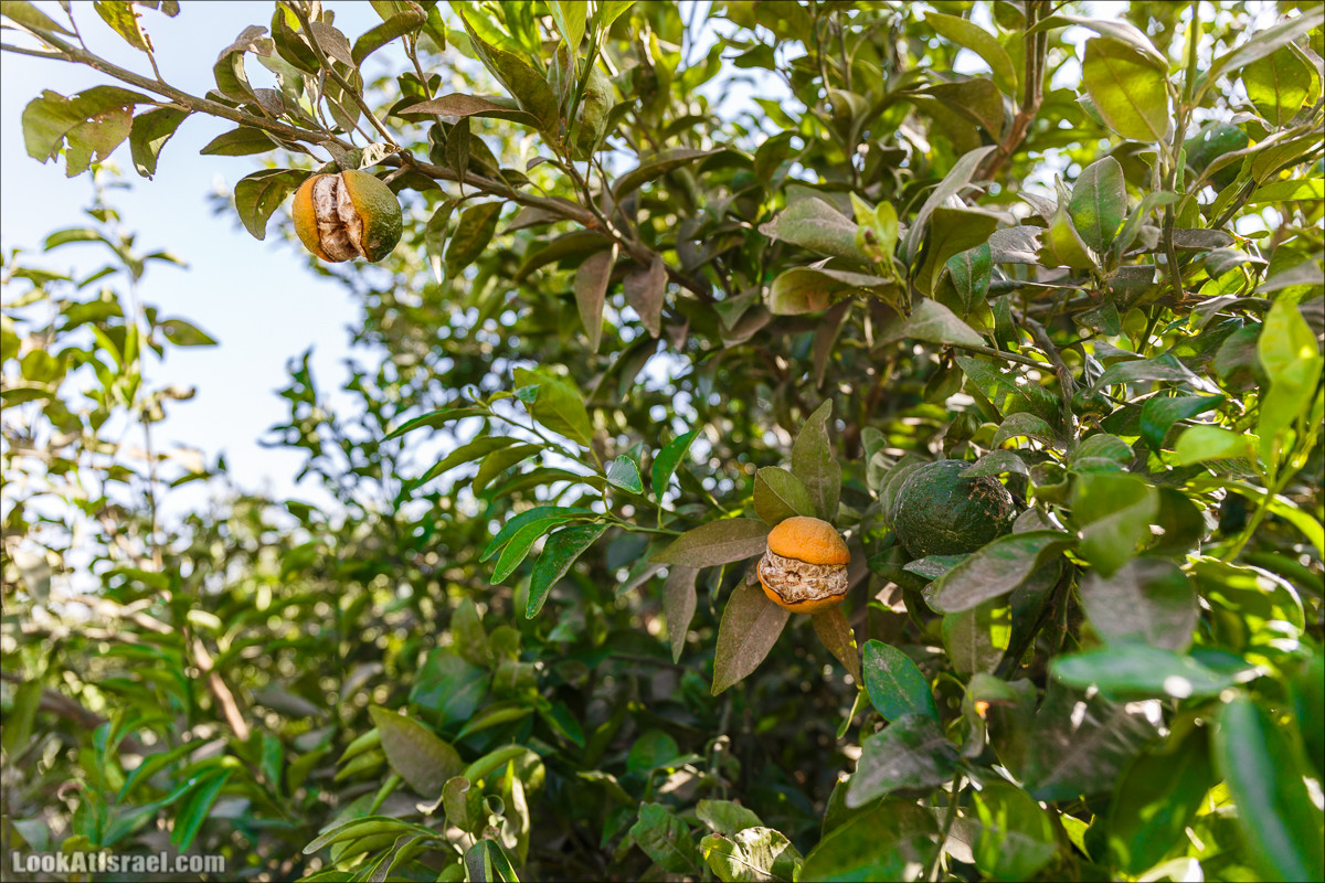 Нахаль Ахбара и нижний Амуд | LookAtIsrael.com - Фото путешествия по Израилю
