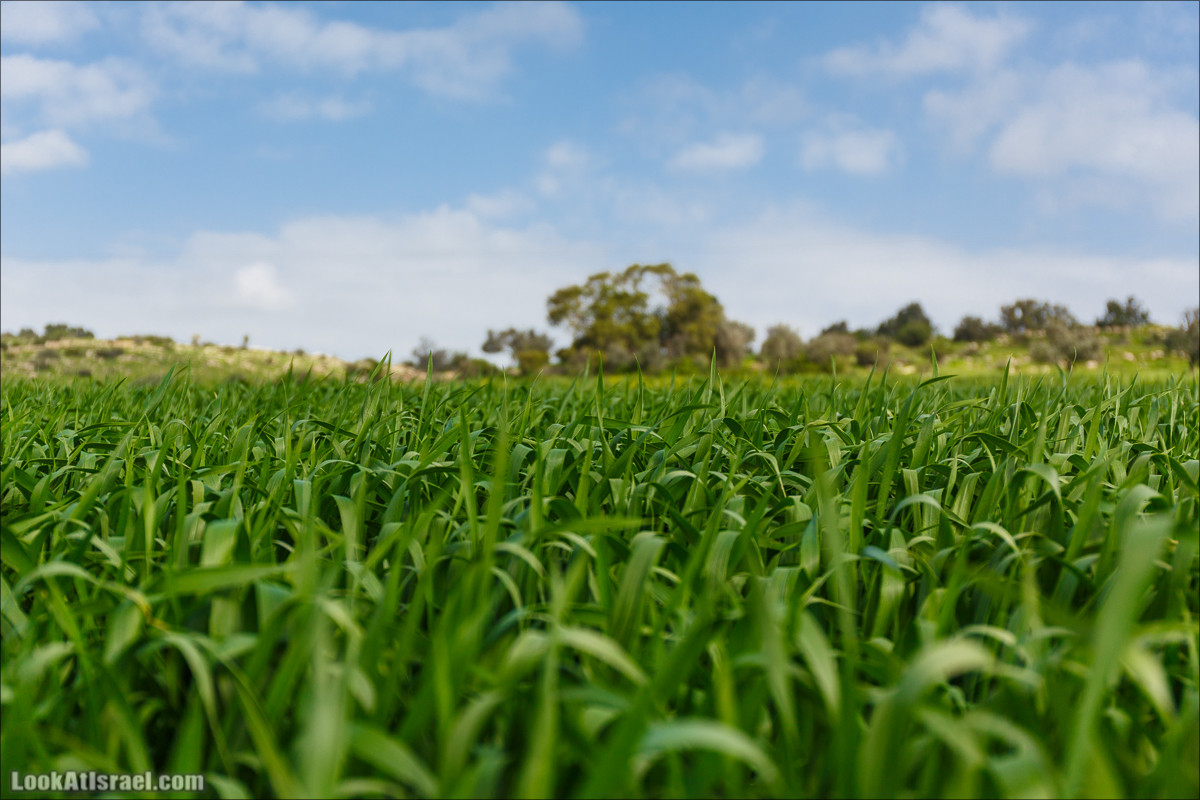Бейт Лойа - пещеры и цветочные поля Негева и южной Шфелы | LookAtIsrael.com - Фото путешествия по Израилю