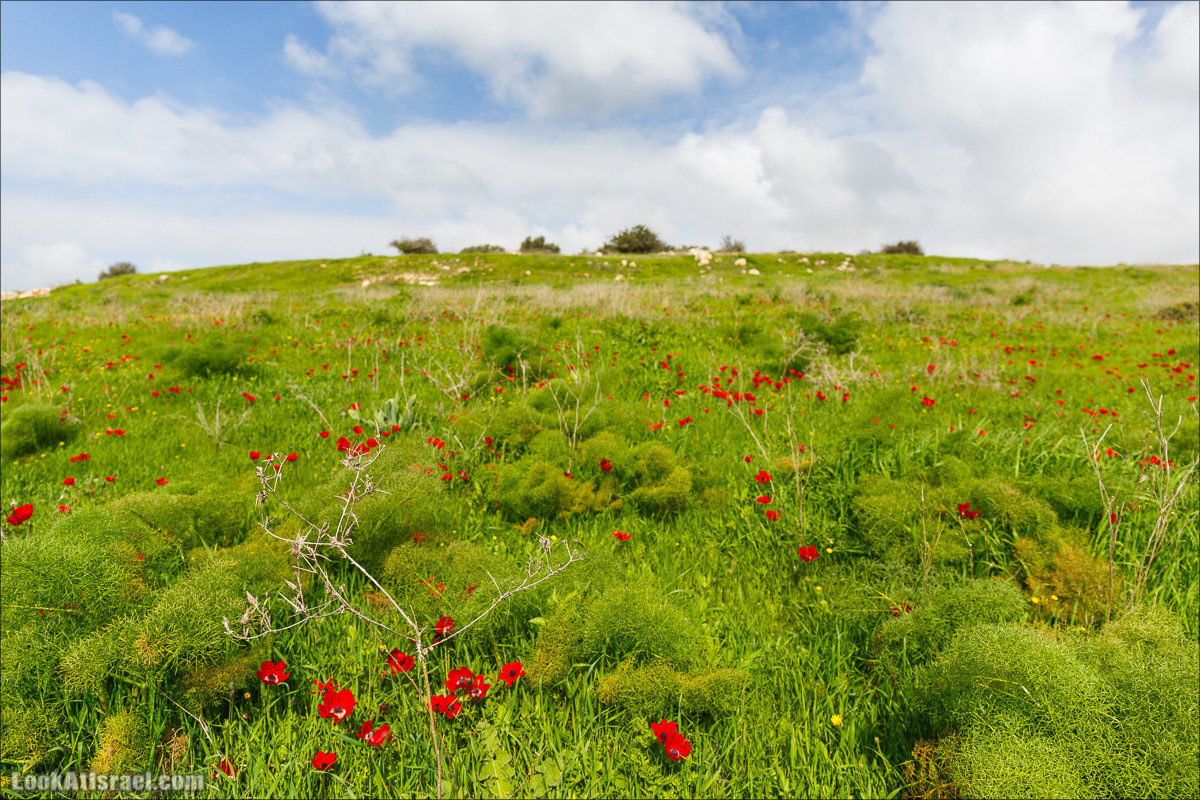 Бейт Лойа - пещеры и цветочные поля Негева и южной Шфелы | LookAtIsrael.com - Фото путешествия по Израилю