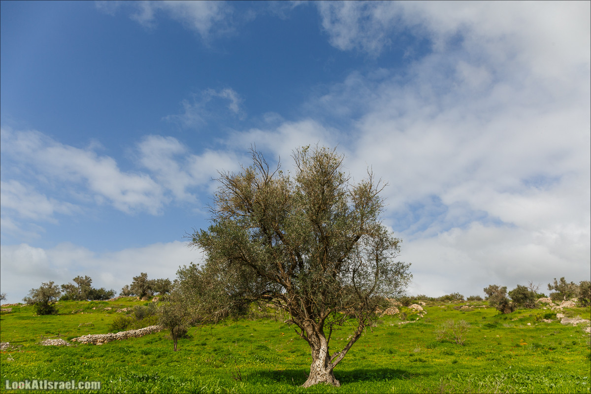 Бейт Лойа - пещеры и цветочные поля Негева и южной Шфелы | LookAtIsrael.com - Фото путешествия по Израилю