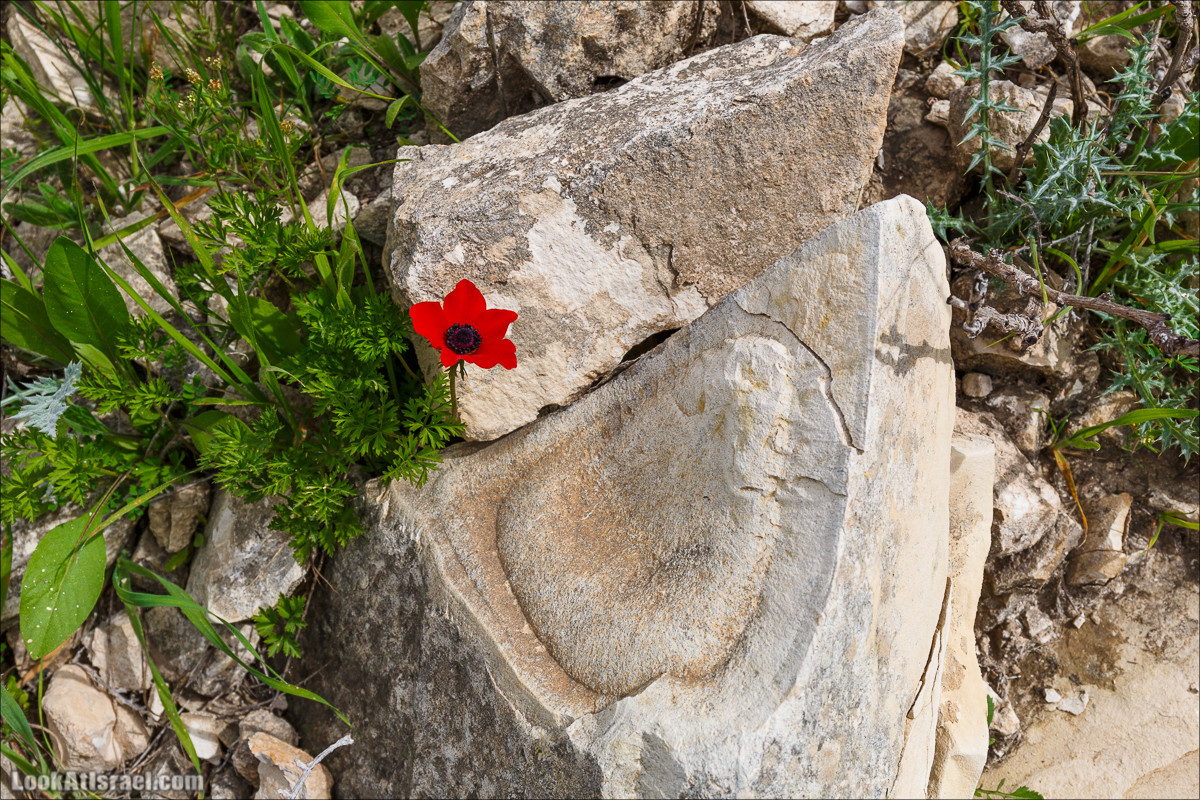 Бейт Лойа - пещеры и цветочные поля Негева и южной Шфелы | LookAtIsrael.com - Фото путешествия по Израилю