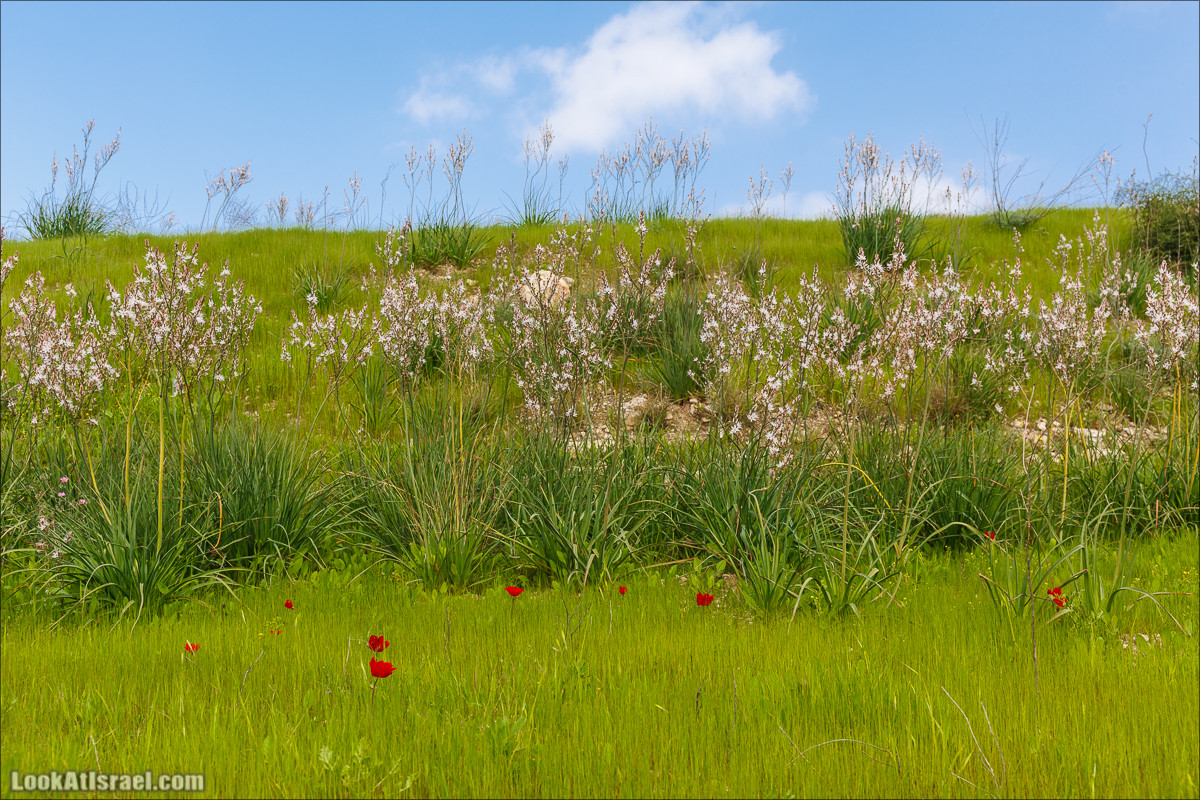 Бейт Лойа - пещеры и цветочные поля Негева и южной Шфелы | LookAtIsrael.com - Фото путешествия по Израилю