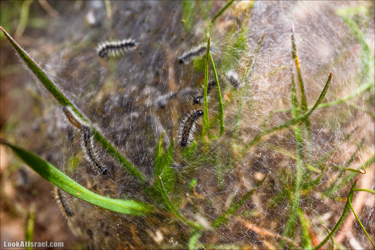 Бейт Лойа - пещеры и цветочные поля Негева и южной Шфелы | LookAtIsrael.com - Фото путешествия по Израилю
