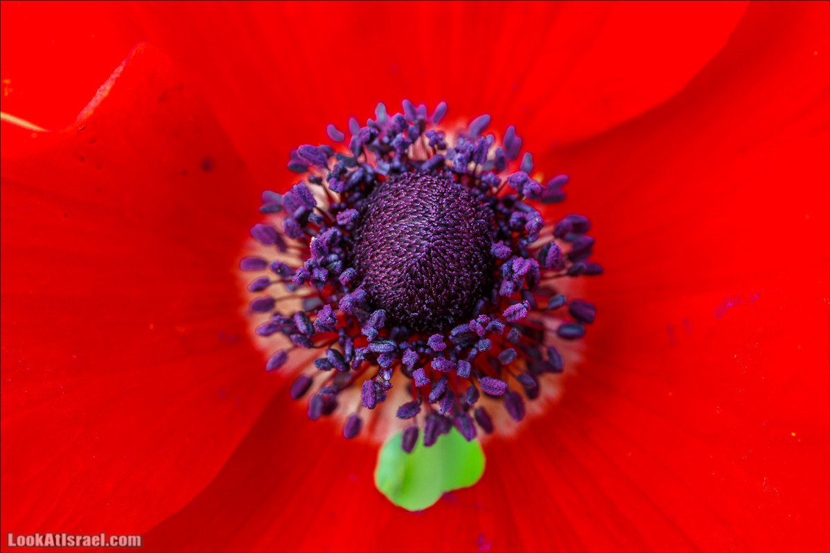 Бейт Лойа - пещеры и цветочные поля Негева и южной Шфелы | LookAtIsrael.com - Фото путешествия по Израилю