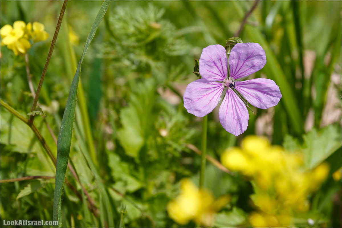 Бейт Лойа - пещеры и цветочные поля Негева и южной Шфелы | LookAtIsrael.com - Фото путешествия по Израилю