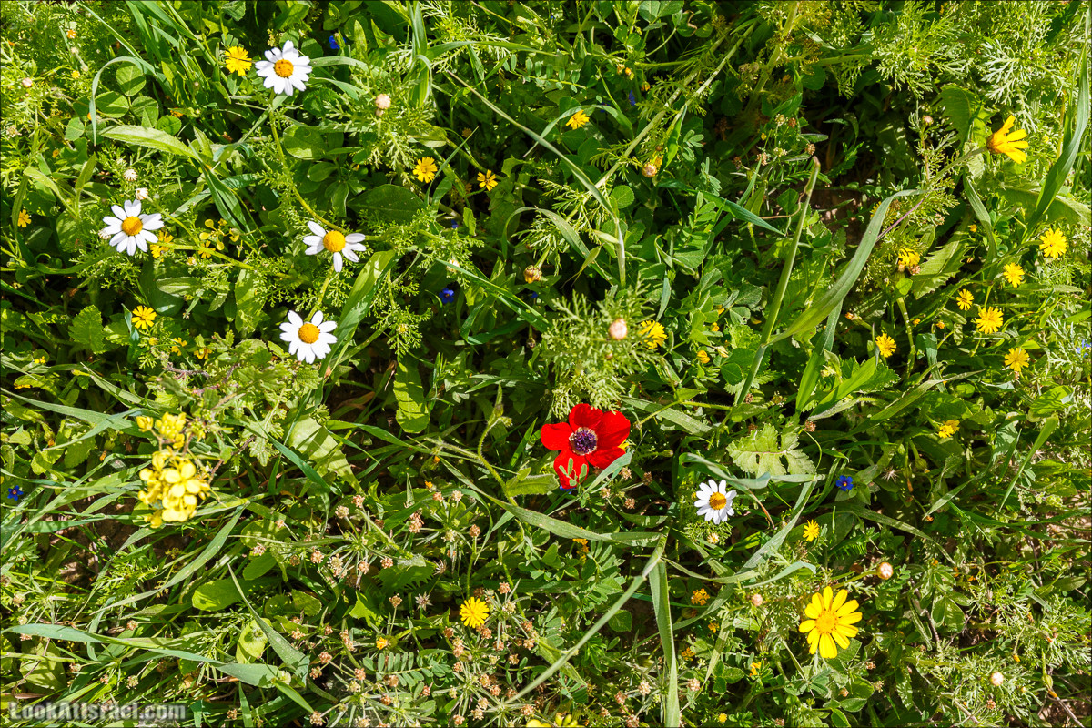 Бейт Лойа - пещеры и цветочные поля Негева и южной Шфелы | LookAtIsrael.com - Фото путешествия по Израилю