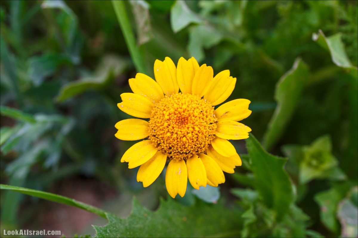 Бейт Лойа - пещеры и цветочные поля Негева и южной Шфелы | LookAtIsrael.com - Фото путешествия по Израилю