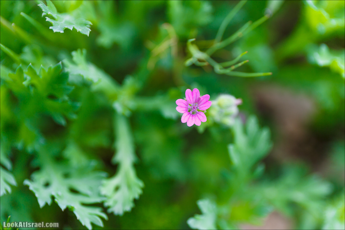 Бейт Лойа - пещеры и цветочные поля Негева и южной Шфелы | LookAtIsrael.com - Фото путешествия по Израилю