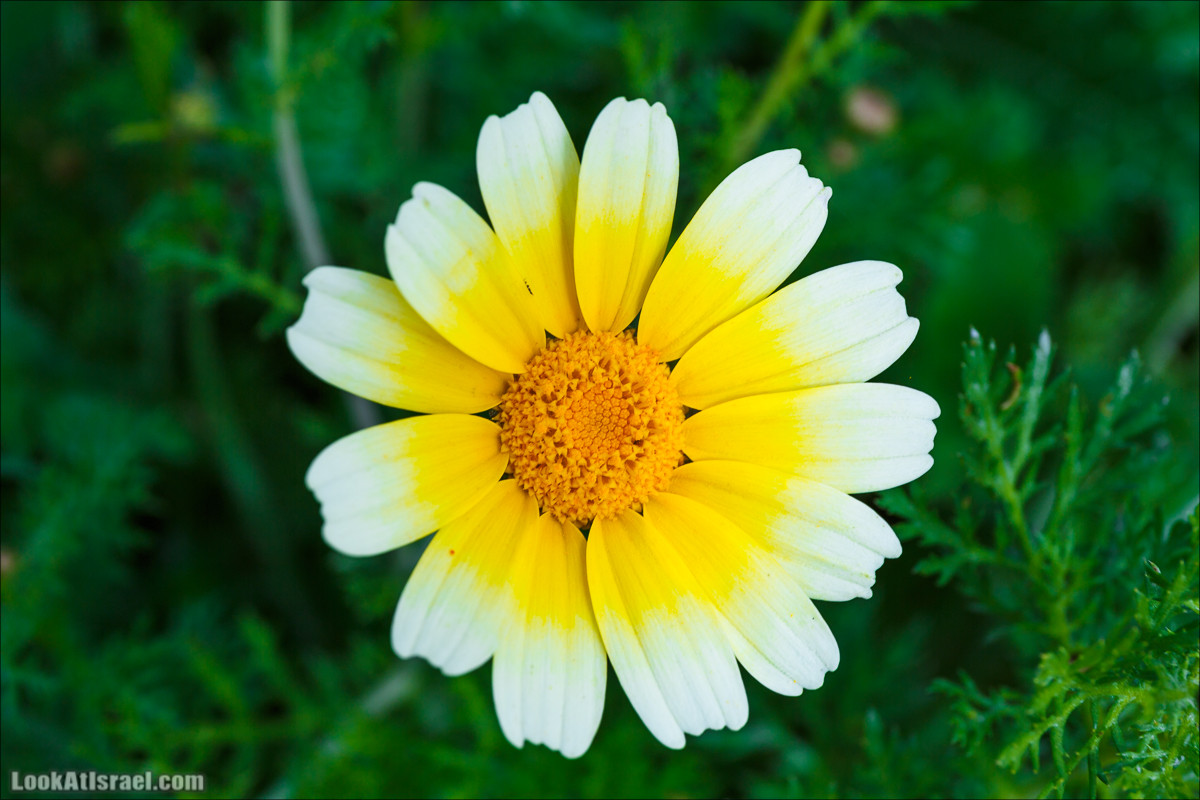 Бейт Лойа - пещеры и цветочные поля Негева и южной Шфелы | LookAtIsrael.com - Фото путешествия по Израилю