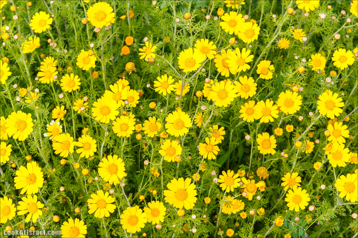 Бейт Лойа - пещеры и цветочные поля Негева и южной Шфелы | LookAtIsrael.com - Фото путешествия по Израилю