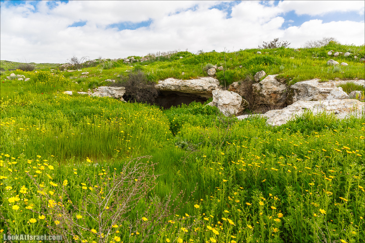 Бейт Лойа - пещеры и цветочные поля Негева и южной Шфелы | LookAtIsrael.com - Фото путешествия по Израилю