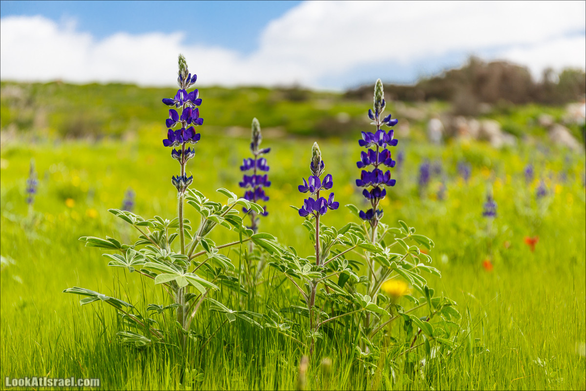 Бейт Лойа - пещеры и цветочные поля Негева и южной Шфелы | LookAtIsrael.com - Фото путешествия по Израилю