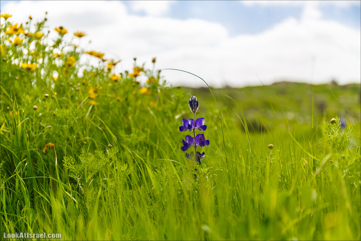 Бейт Лойа - пещеры и цветочные поля Негева и южной Шфелы | LookAtIsrael.com - Фото путешествия по Израилю