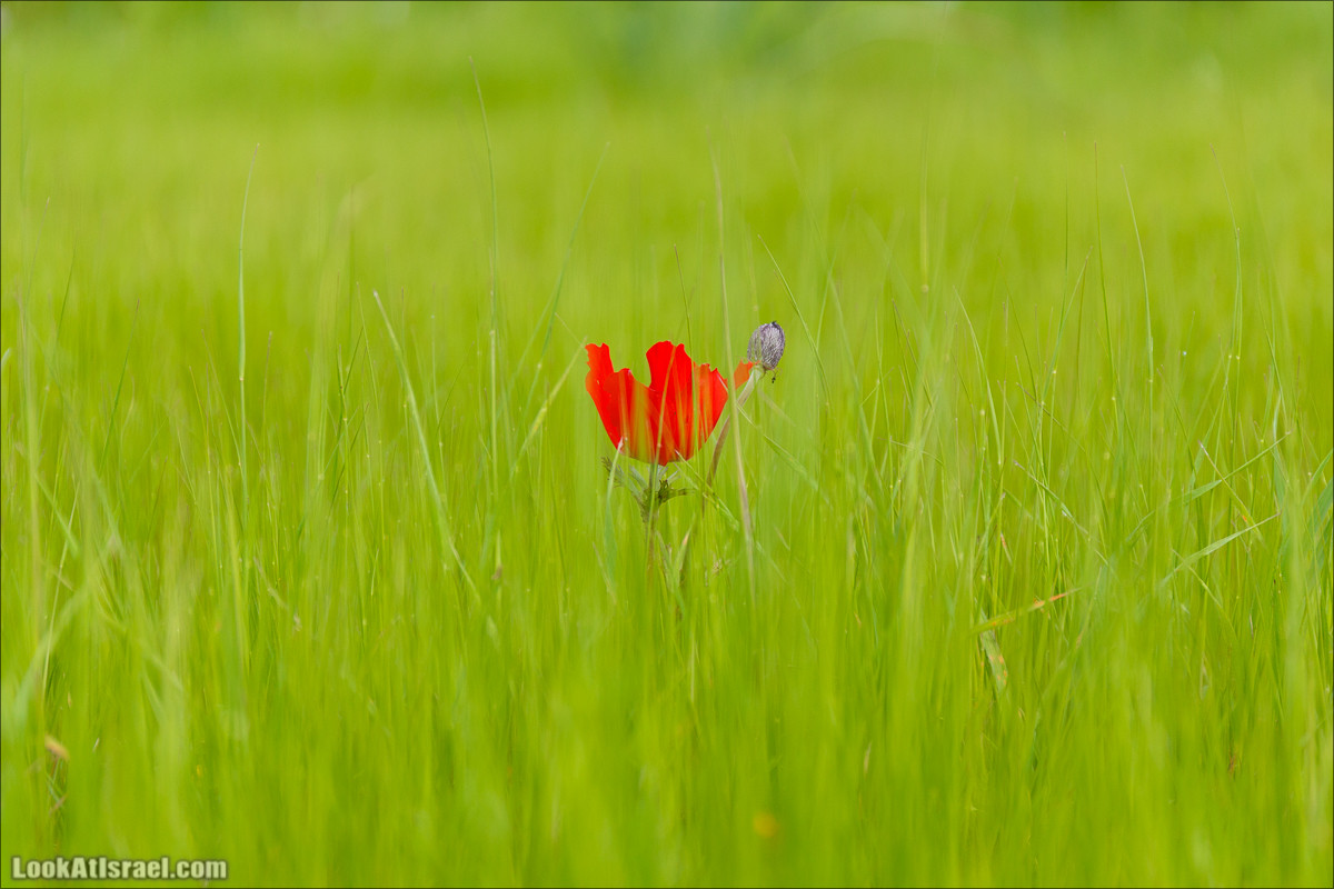 Бейт Лойа - пещеры и цветочные поля Негева и южной Шфелы | LookAtIsrael.com - Фото путешествия по Израилю