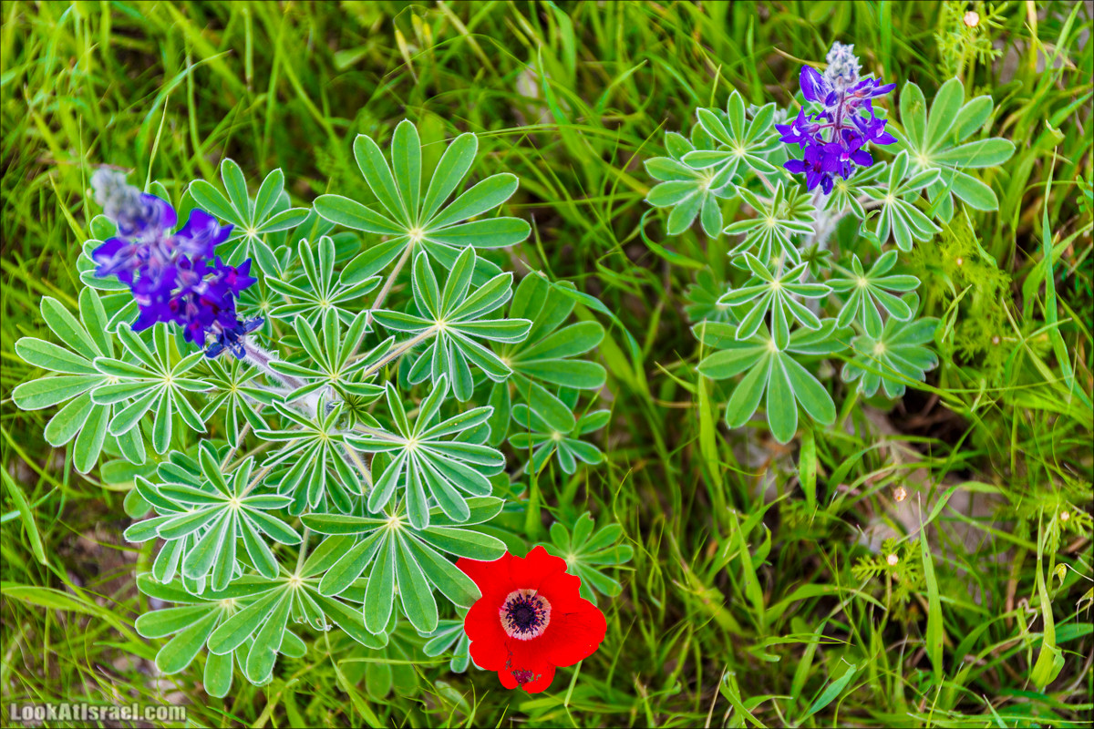 Бейт Лойа - пещеры и цветочные поля Негева и южной Шфелы | LookAtIsrael.com - Фото путешествия по Израилю