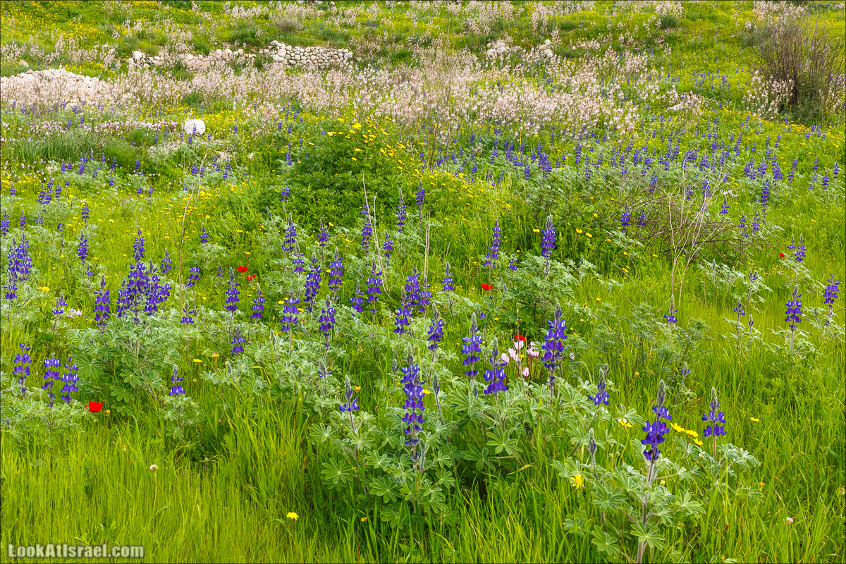 Бейт Лойа - пещеры и цветочные поля Негева и южной Шфелы | LookAtIsrael.com - Фото путешествия по Израилю