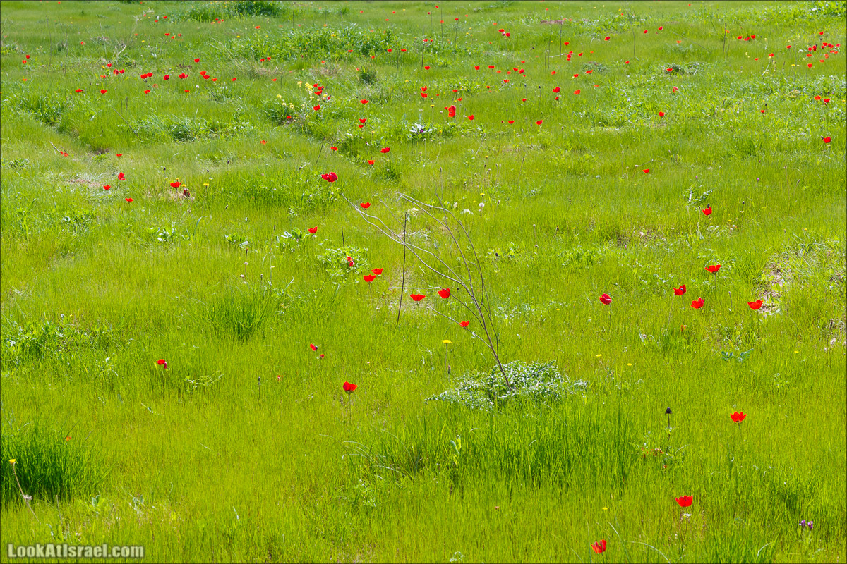 Бейт Лойа - пещеры и цветочные поля Негева и южной Шфелы | LookAtIsrael.com - Фото путешествия по Израилю