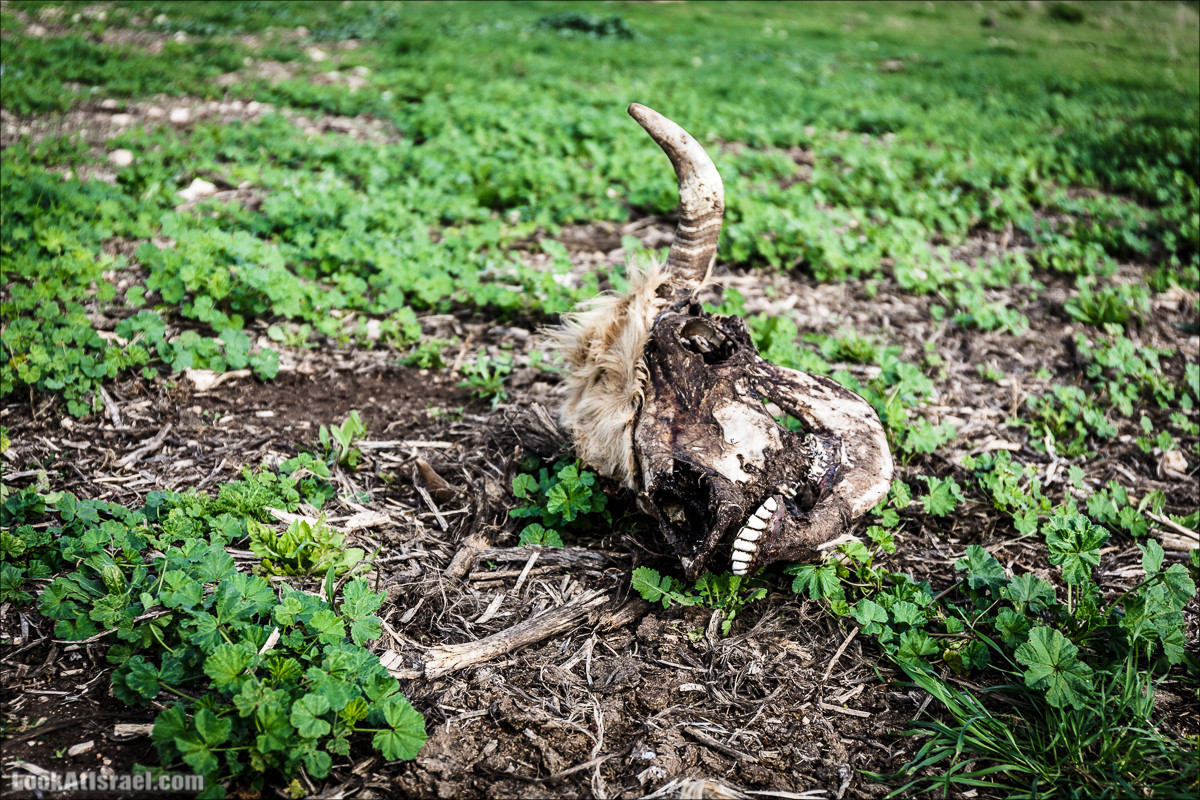 Бейт Лойа - пещеры и цветочные поля Негева и южной Шфелы | LookAtIsrael.com - Фото путешествия по Израилю