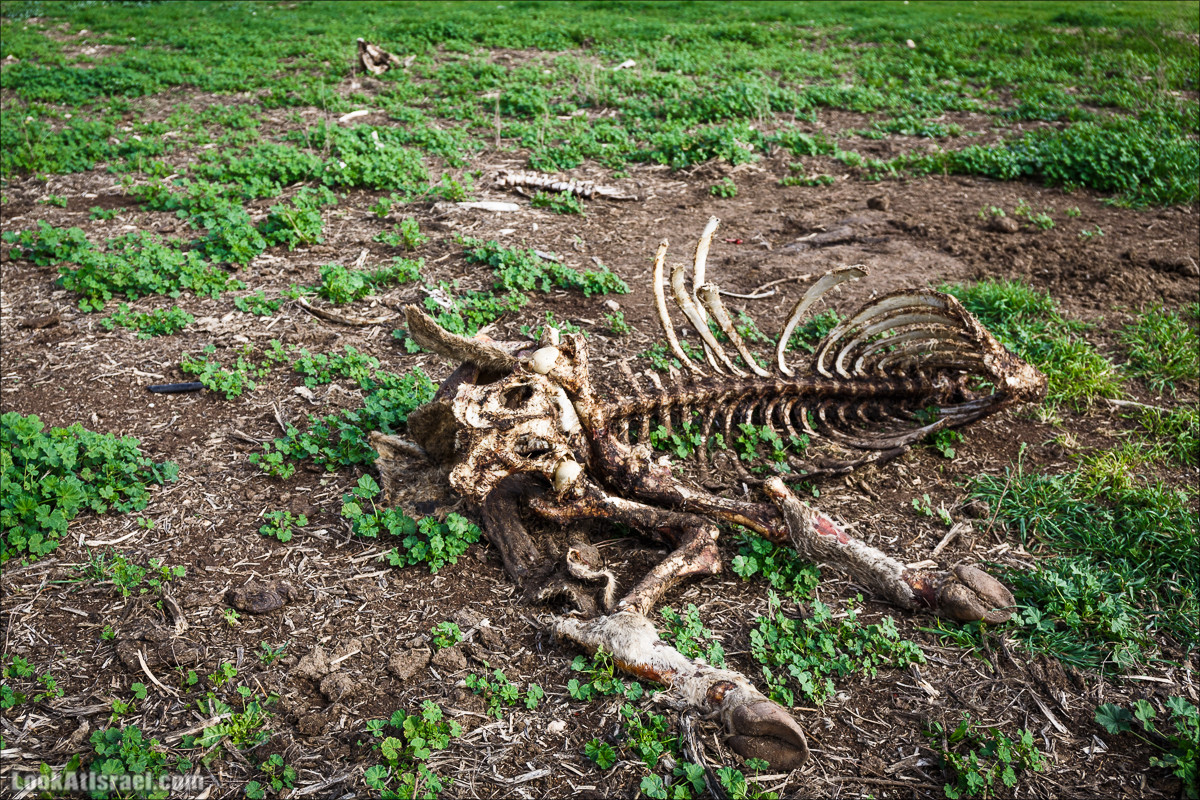 Бейт Лойа - пещеры и цветочные поля Негева и южной Шфелы | LookAtIsrael.com - Фото путешествия по Израилю