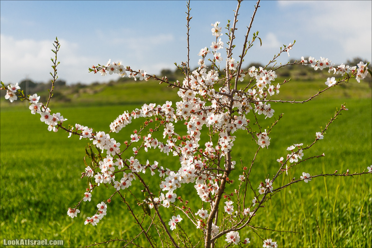 Бейт Лойа - пещеры и цветочные поля Негева и южной Шфелы | LookAtIsrael.com - Фото путешествия по Израилю