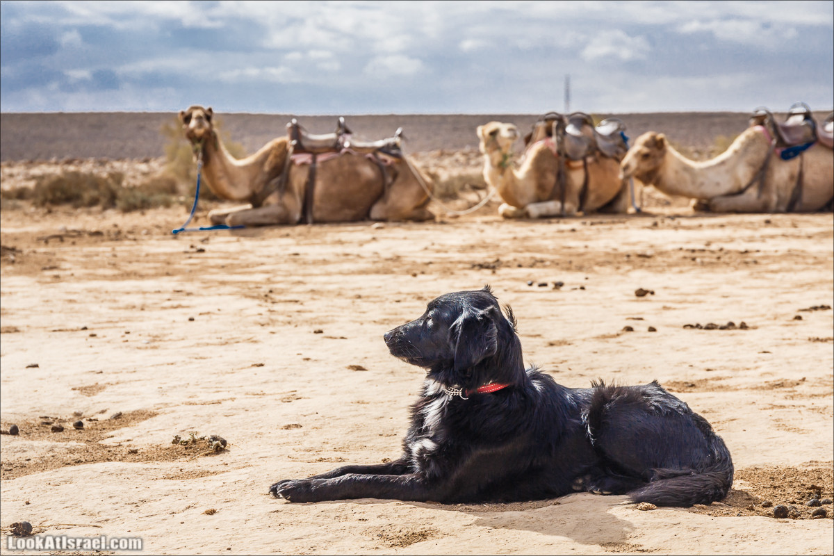 Интересные места в Ниццане | LookAtIsrael.com - Фото путешествия по Израилю