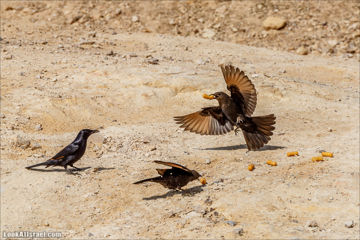 Путешествие 4x4 по мало посещаемым местам пустыни Негев | LookAtIsrael.com - Фото путешествия по Израилю