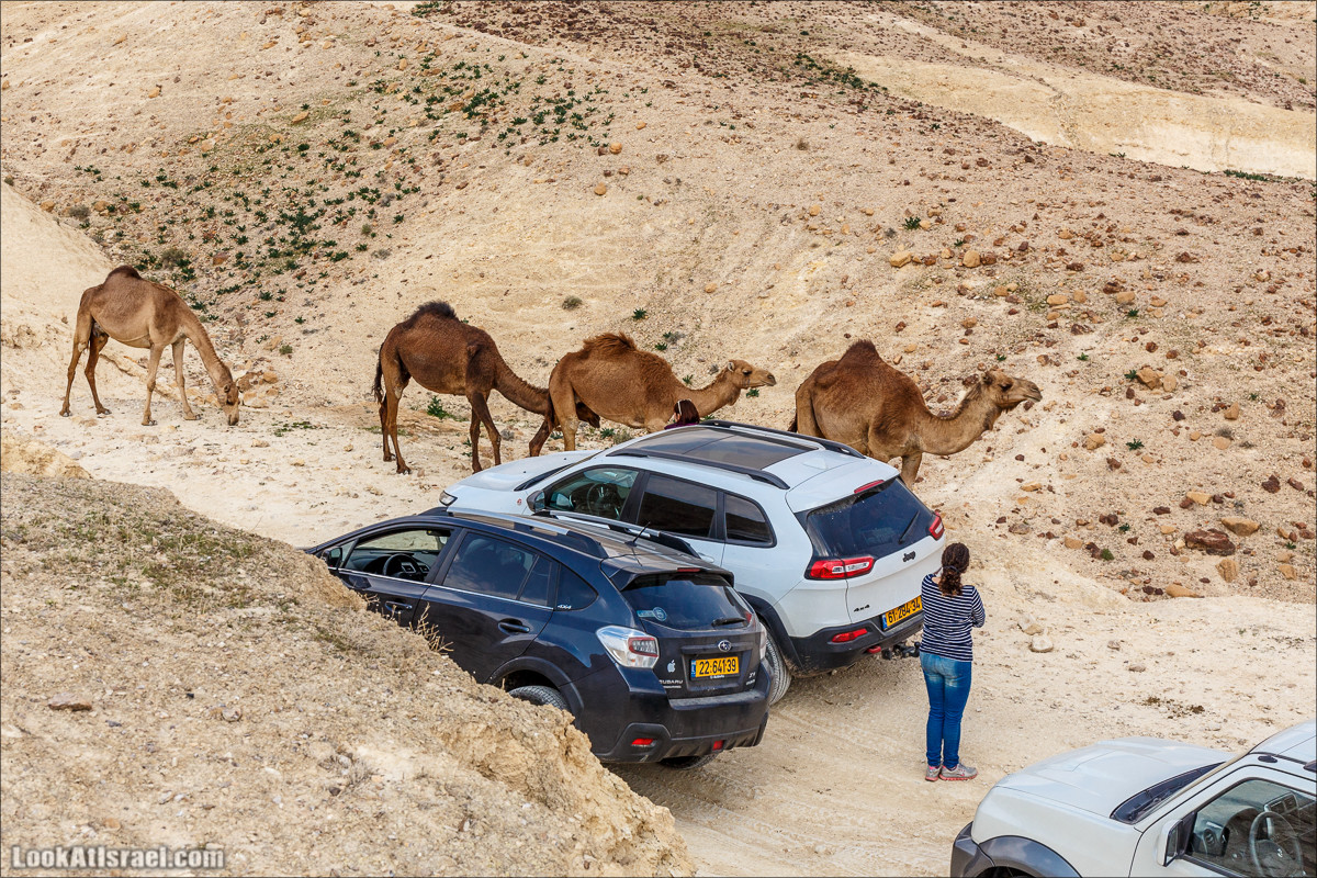 Путешествие 4x4 по мало посещаемым местам пустыни Негев | LookAtIsrael.com - Фото путешествия по Израилю