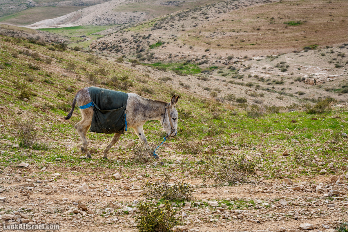 Путешествие 4x4 по мало посещаемым местам пустыни Негев | LookAtIsrael.com - Фото путешествия по Израилю