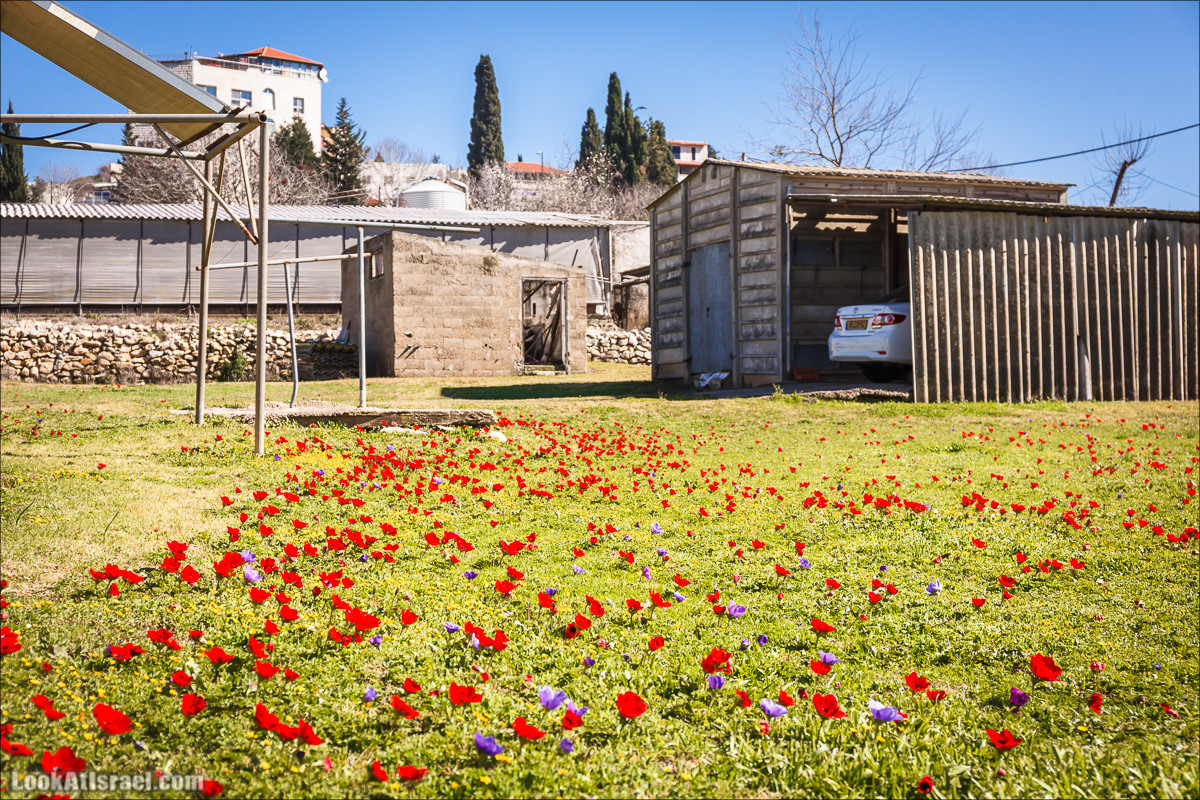 Гора Бетах и тропа Нормана | Betah mount and Norman's Trail | הר בטח ושביל נורמן | LookAtIsrael.com - Фото путешествия по Израилю