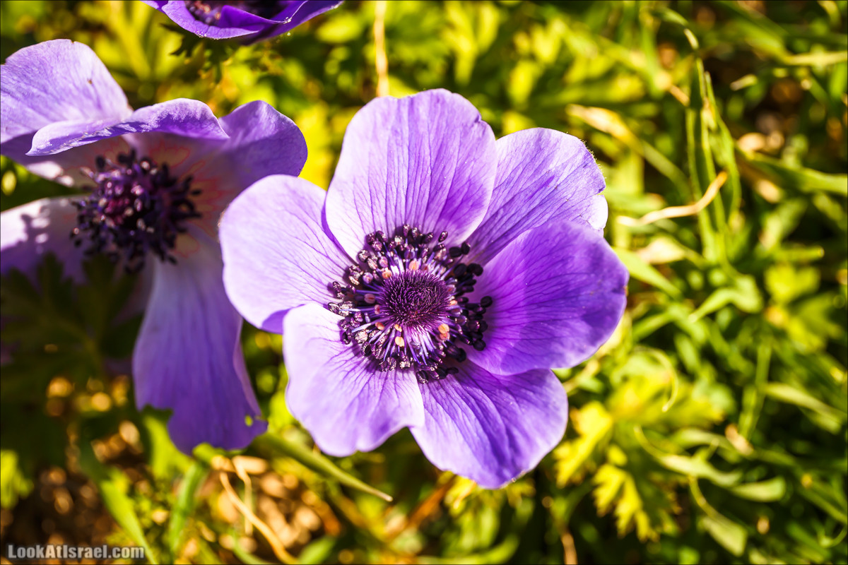 Гора Бетах и тропа Нормана | Betah mount and Norman's Trail | הר בטח ושביל נורמן | LookAtIsrael.com - Фото путешествия по Израилю
