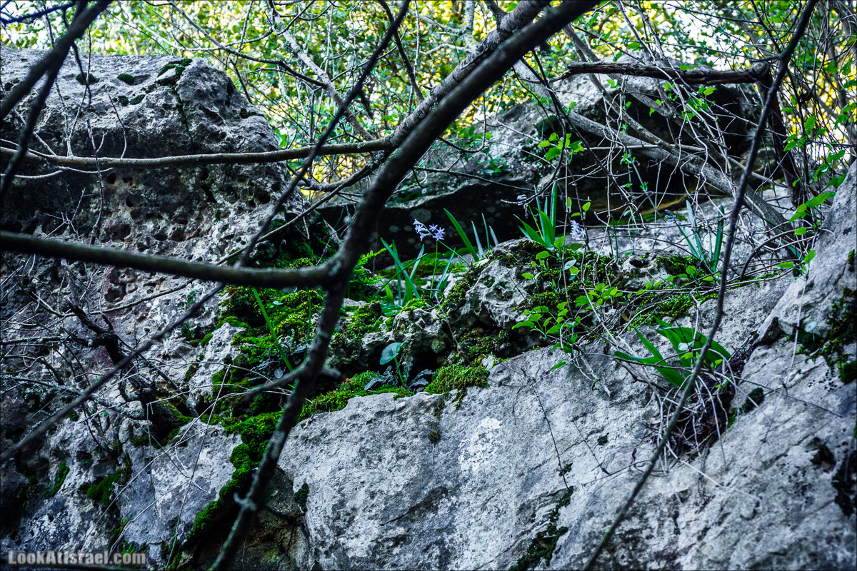 Гора Бетах и тропа Нормана | Betah mount and Norman's Trail | הר בטח ושביל נורמן | LookAtIsrael.com - Фото путешествия по Израилю