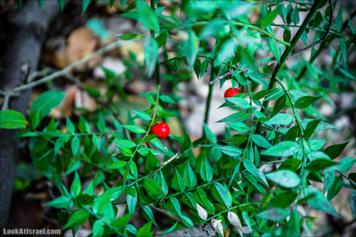 Гора Бетах и тропа Нормана | Betah mount and Norman's Trail | הר בטח ושביל נורמן | LookAtIsrael.com - Фото путешествия по Израилю