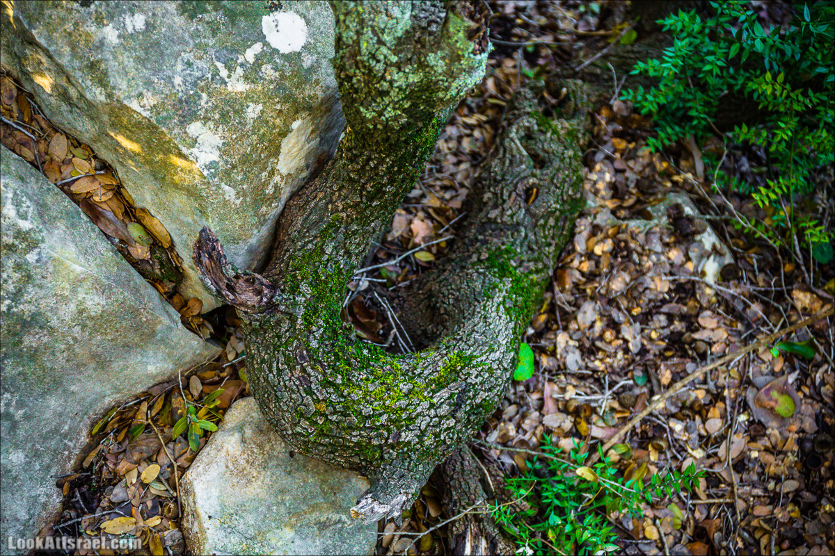 Гора Бетах и тропа Нормана | Betah mount and Norman's Trail | הר בטח ושביל נורמן | LookAtIsrael.com - Фото путешествия по Израилю