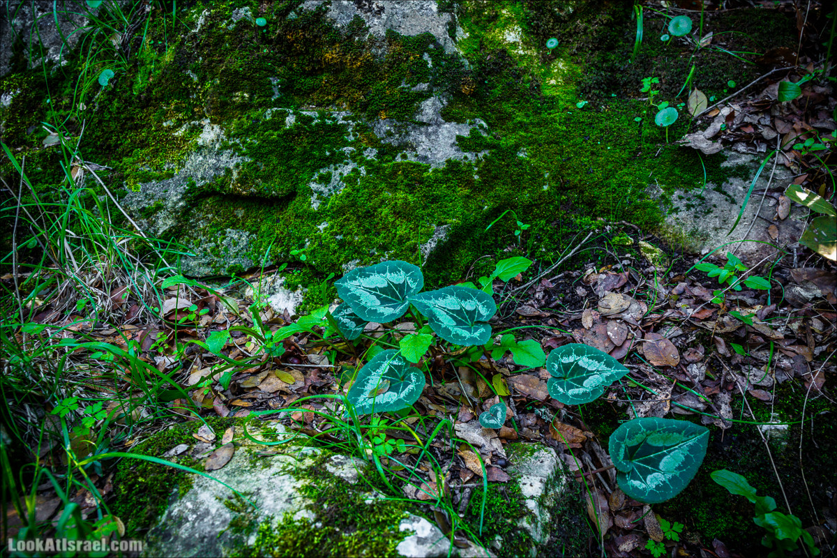 Гора Бетах и тропа Нормана | Betah mount and Norman's Trail | הר בטח ושביל נורמן | LookAtIsrael.com - Фото путешествия по Израилю